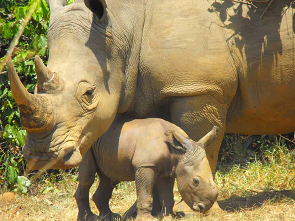 Rhinoceros sanctuary