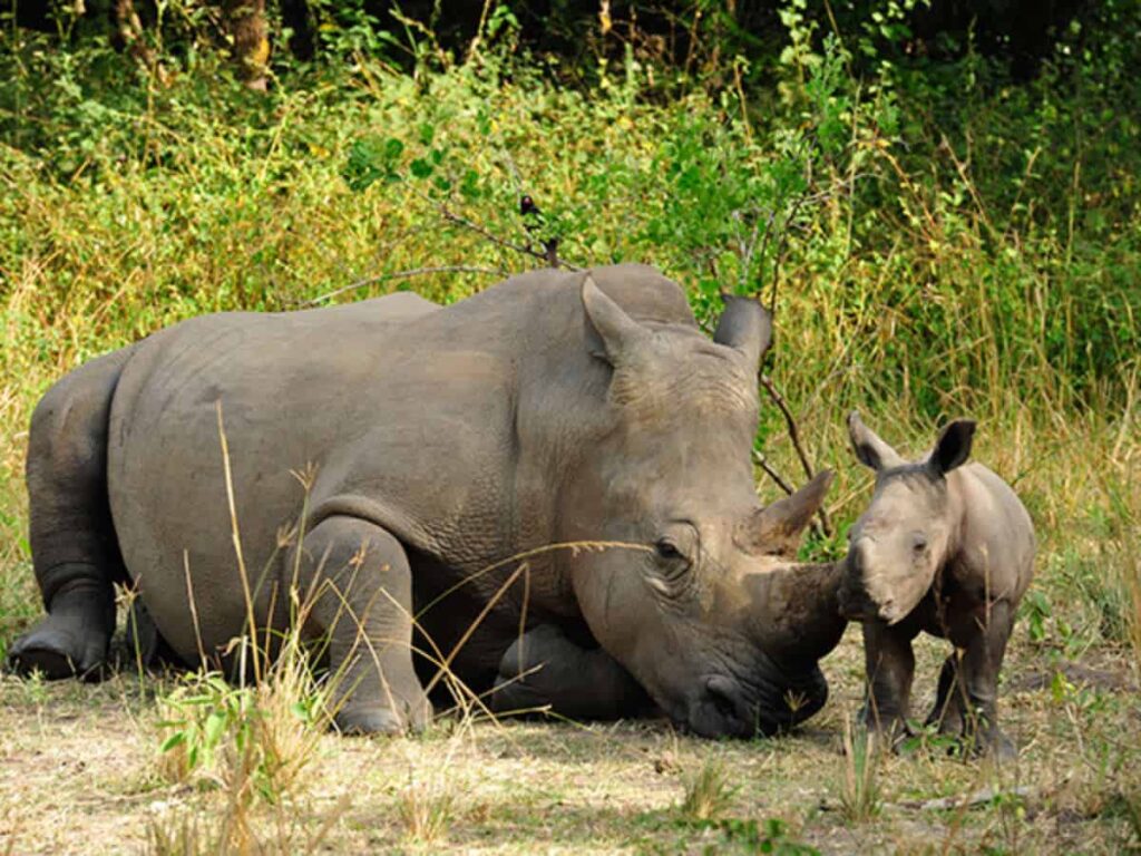Rhino