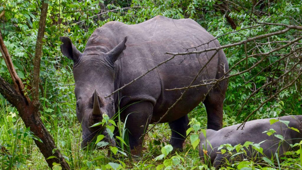 Protecting the rhinos