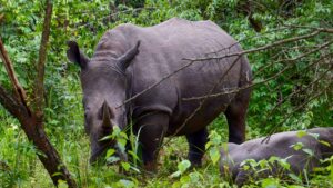 Ziwa Rhino Sanctuary â€“ das Vorzeigeprojekt Afrikas geht weiter