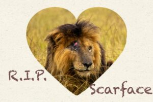 Scarface – the most famous lion in the world is dead