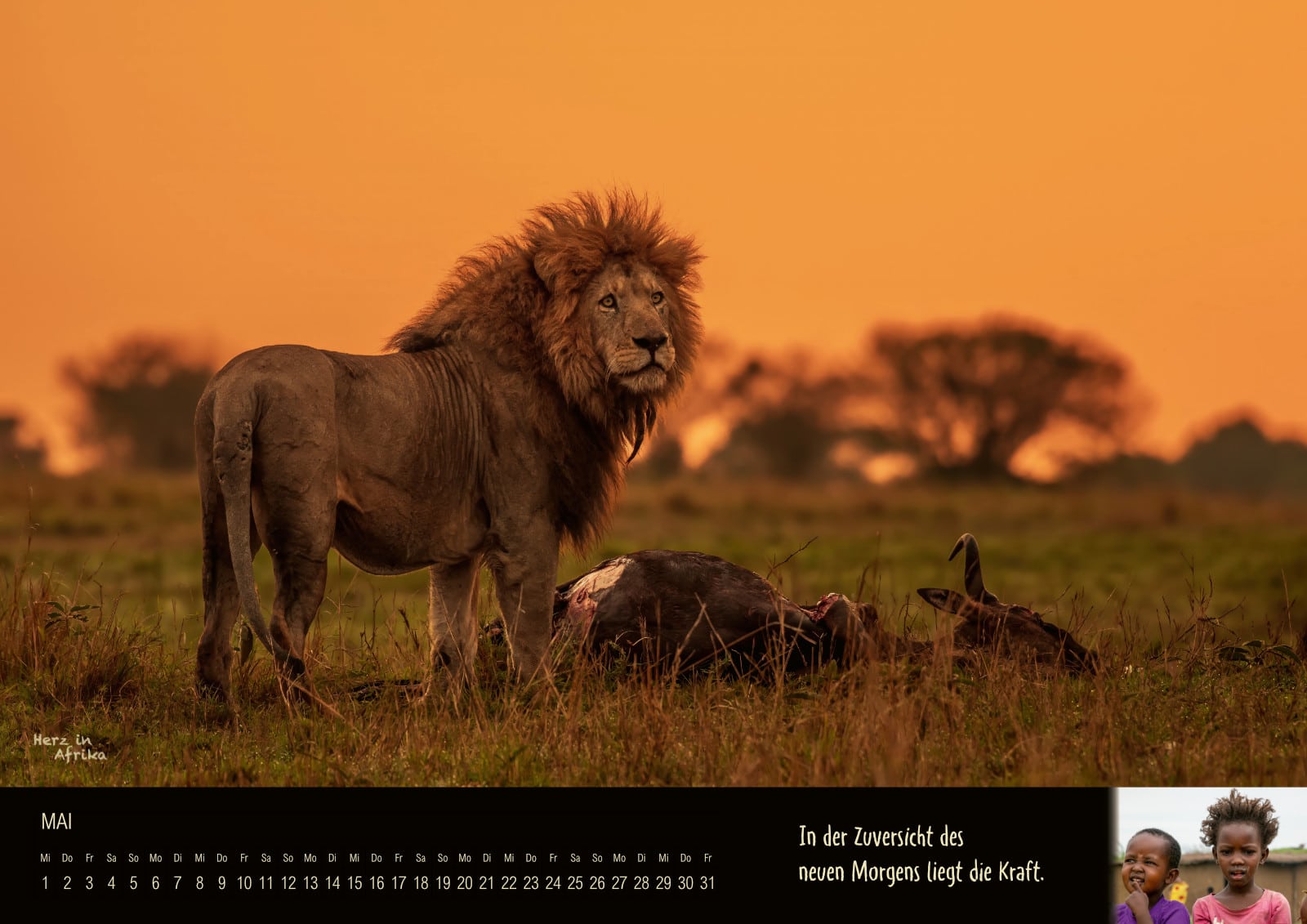 Afrika Wandkalender 2024 Monat Mai - Löwe in der Masai Mara