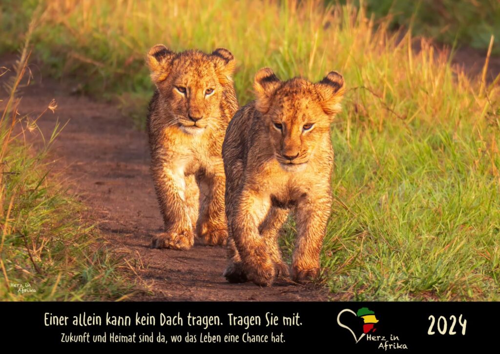Afrika Wandkalender 2024 Titelbild - Babylöwen - Benefiz Wandkalender Afrika zu Gusten des Kinderdorfs Nice View in Kenia